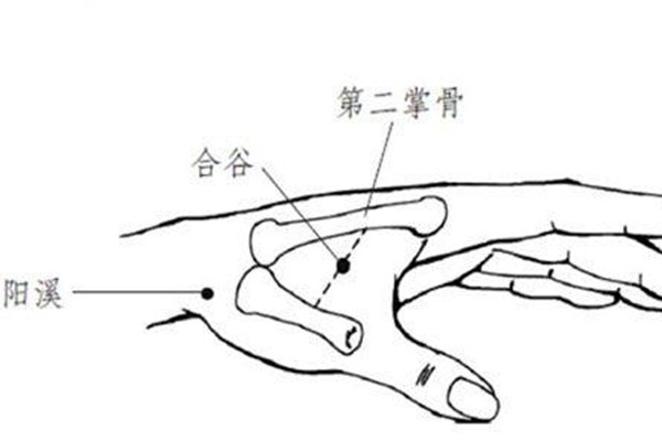 合谷穴能针灸吗 合谷穴针灸的作用