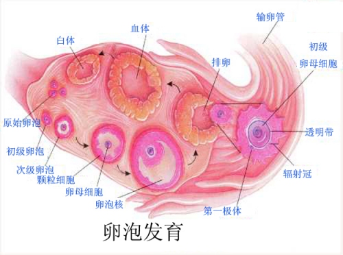 女性排卵期怎么计算最准确