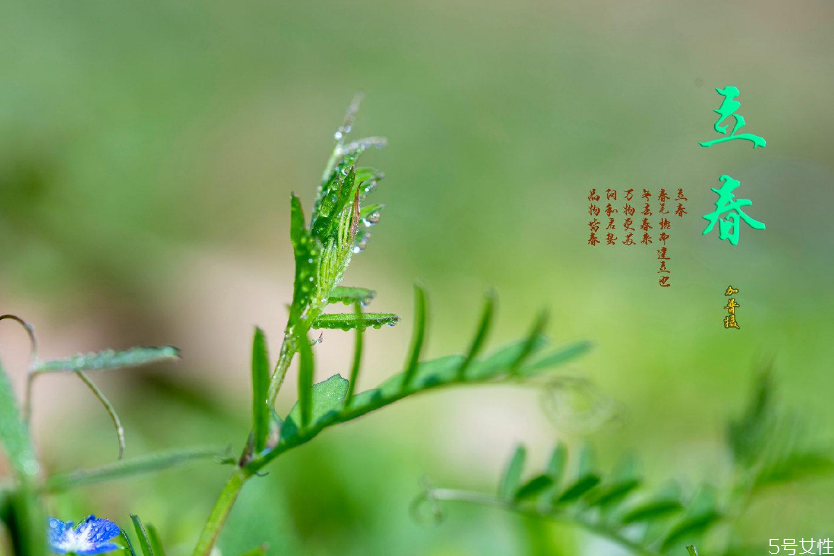 立春节气吃什么传统食物 立春的风俗及饮食