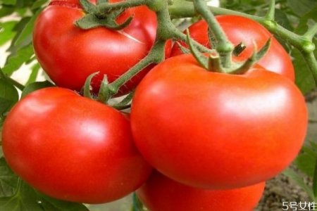 西红柿天天吃有危害吗 西红柿的营养价值