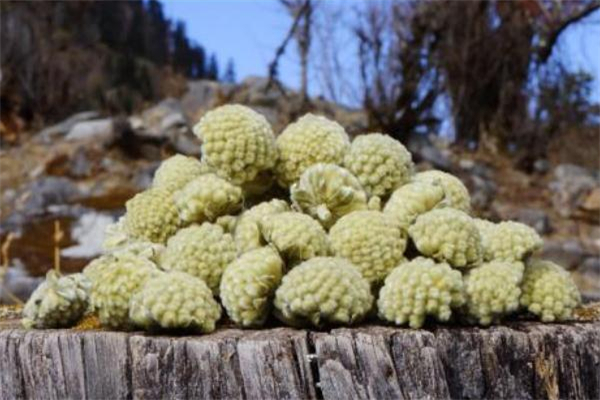 绿萝花茶可以长期喝吗 绿萝花茶可以减肥吗