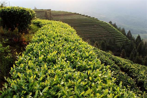 喝清明茶能减肥吗 清明茶每次喝多少合适