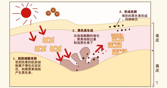 防晒步骤护肤的正确步骤 防晒步骤的先后顺序排列