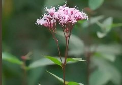 野马追是什么中药 野马追是什么东西