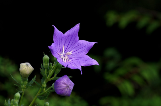 明叶菜是什么菜 明叶菜是什么植物