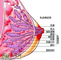 胸小会不会没奶水 胸大小和奶水少有关系吗