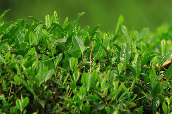 清明茶放了一年还能喝吗 清明茶过期了还能喝吗