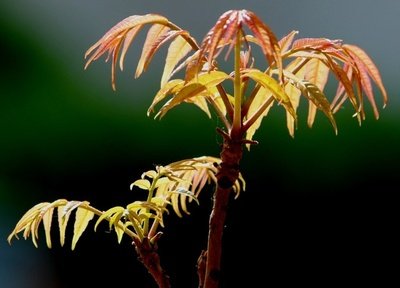 香椿芽适合几月份吃 香椿芽可以天天吃吗