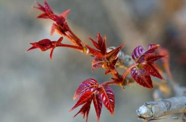 香椿芽适合几月份吃 香椿芽可以天天吃吗