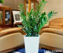 家里放什么植物风水好(常见的3种旺财的绿植)