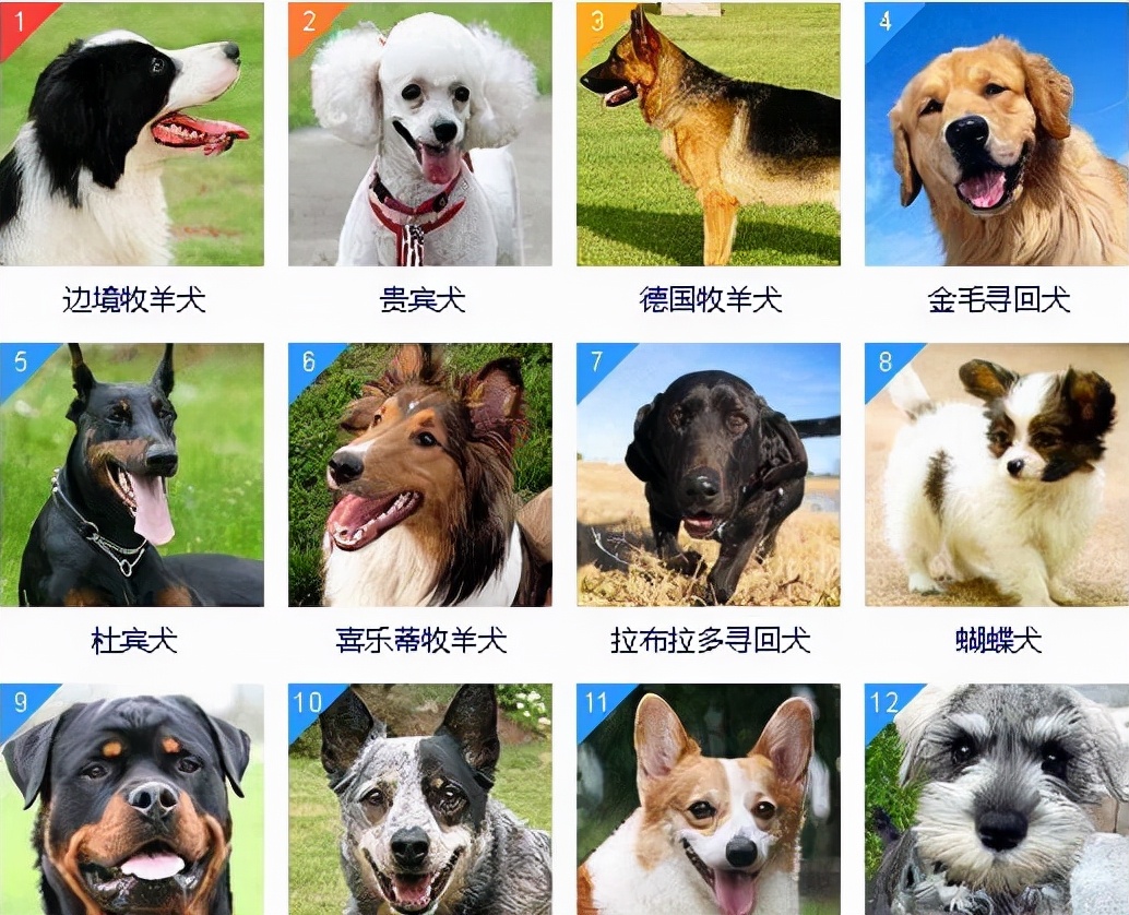 犬类品种大全图片聪明图片